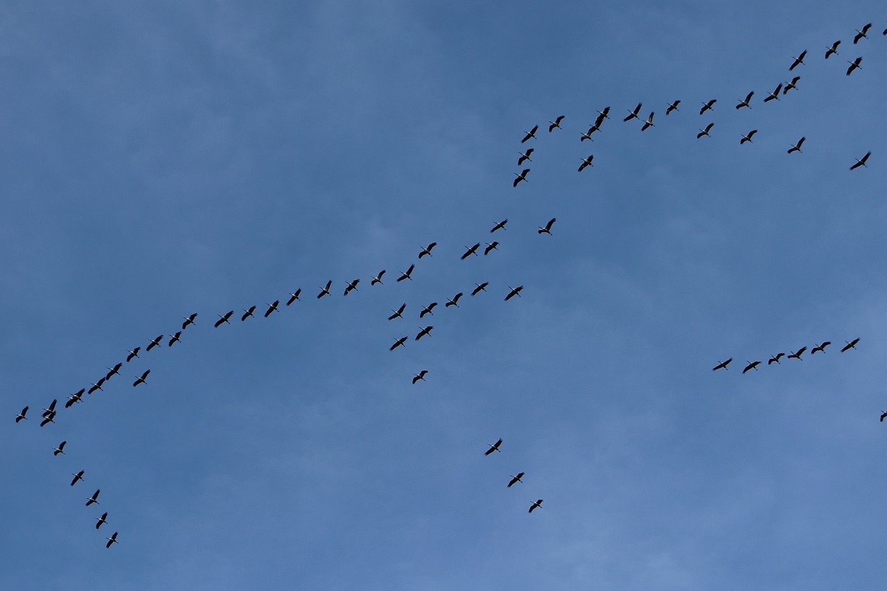 Nature’s Highways - Preserving Ancient Migration Routes